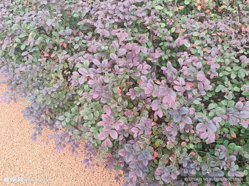 紫色植物景观