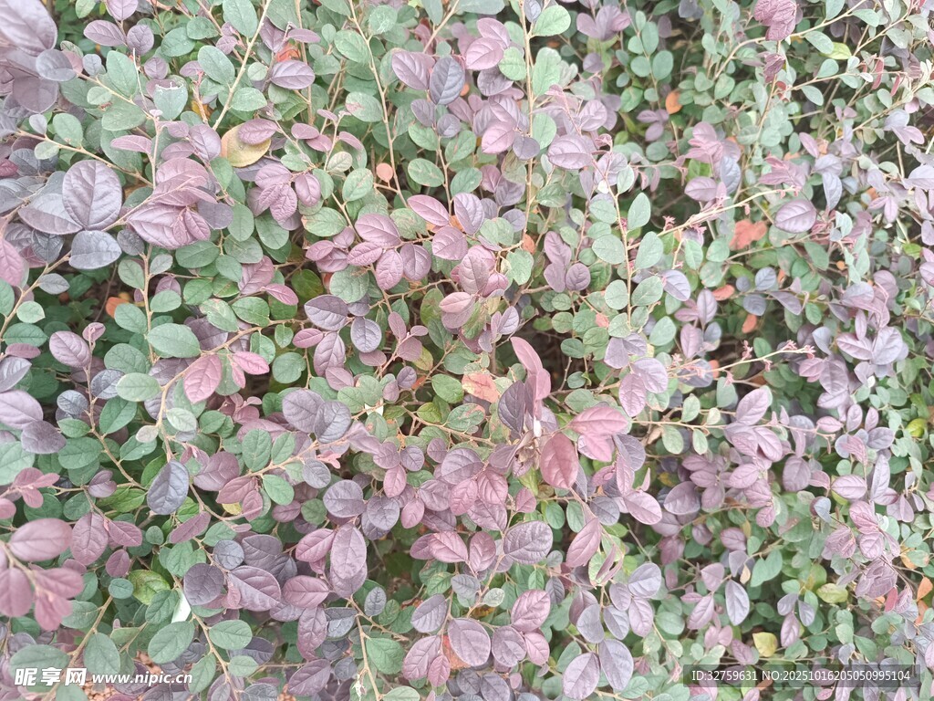 多彩肉质植物景观