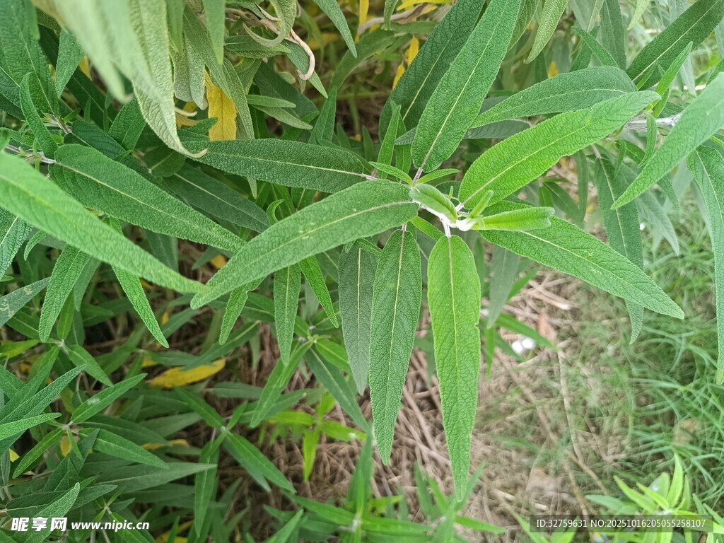 翠绿叶片植物特写