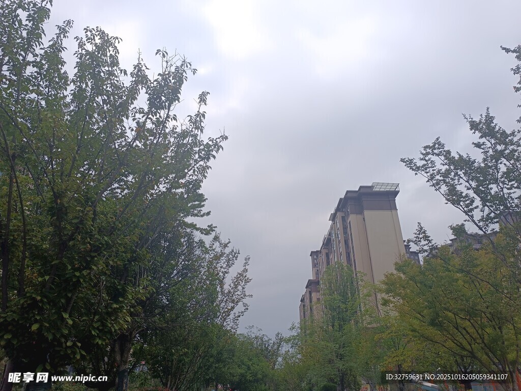 阴天城市中的树木与建筑