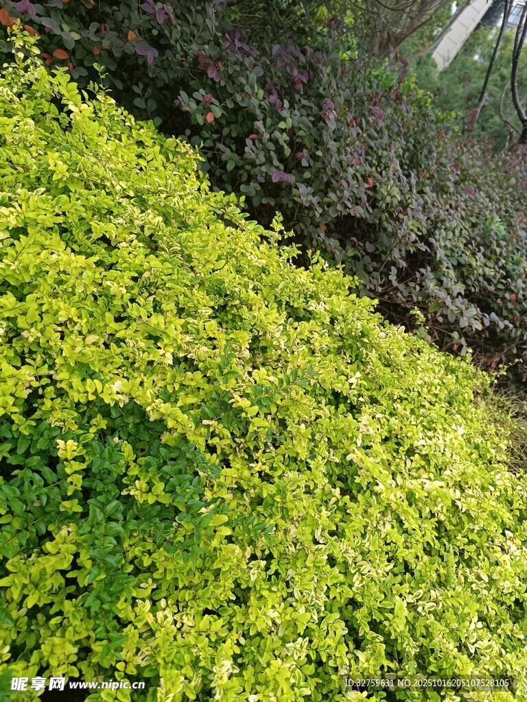 翠绿繁茂的灌木植物景观