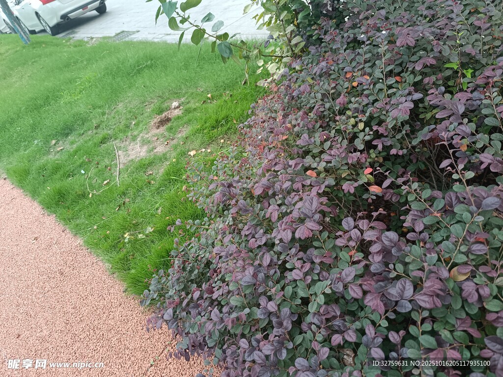 路边紫叶植物与绿地景观