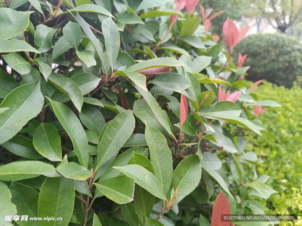绿叶红边的繁茂植物