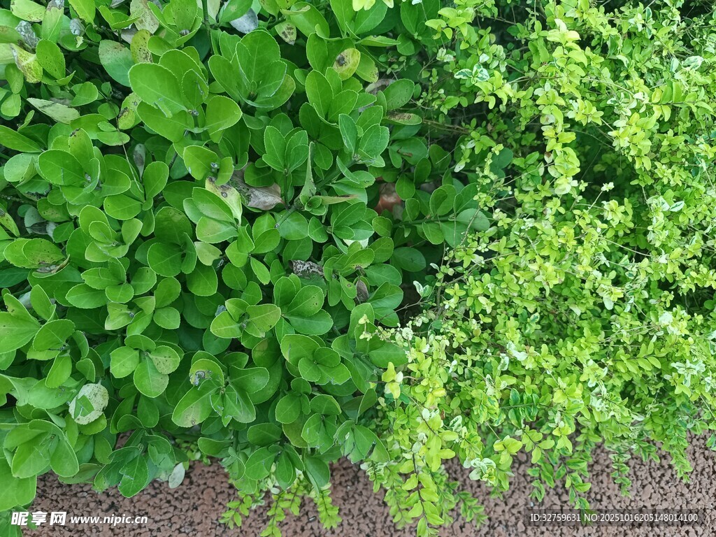 翠绿繁茂的地面绿植景观