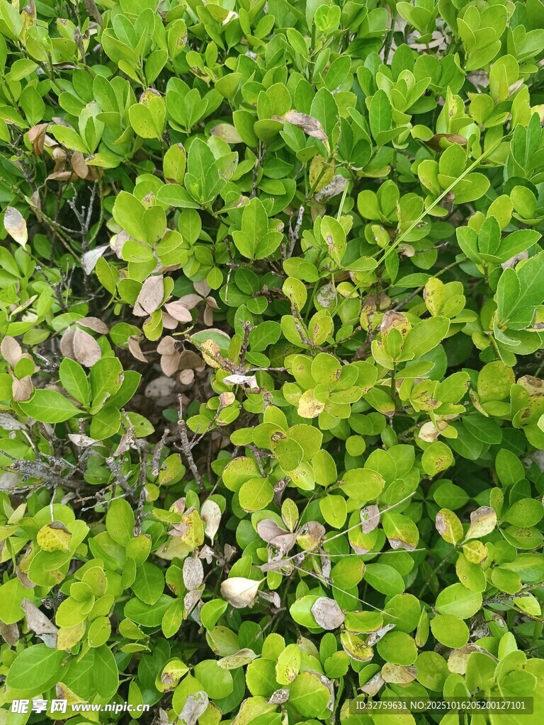 翠绿繁茂的水生植物景观