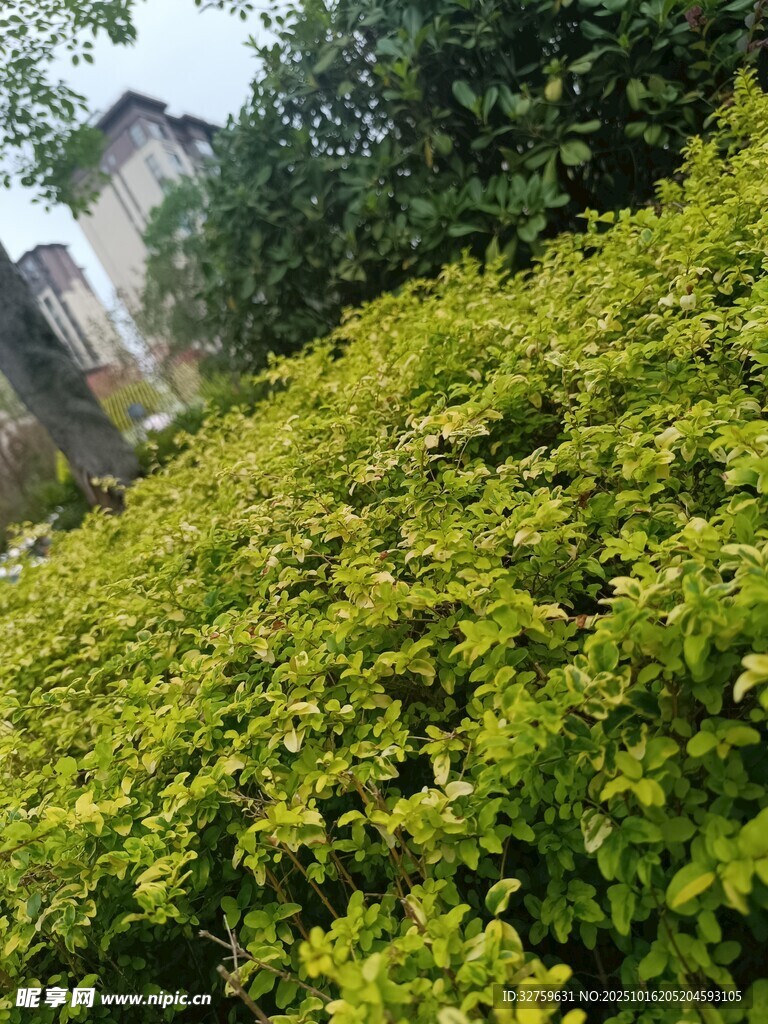 绿意盎然的繁茂灌木丛