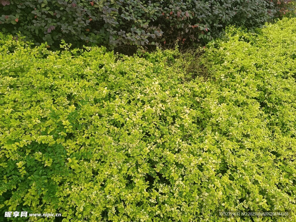 翠绿繁茂的蓬勃绿植