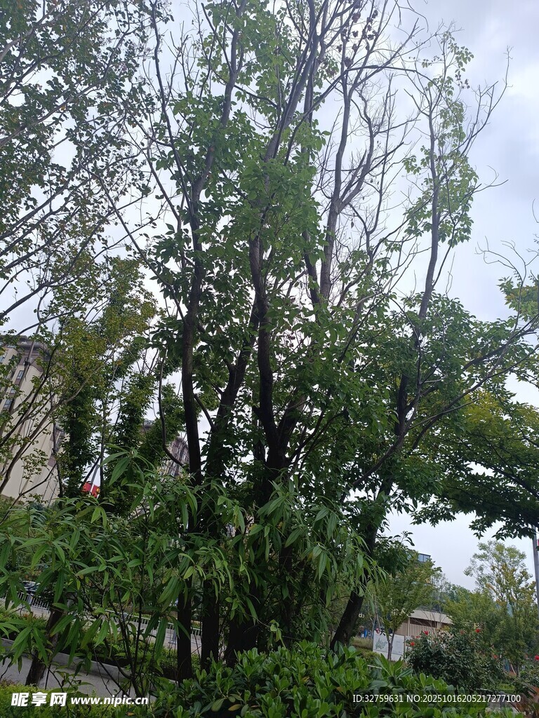 户外绿树景观