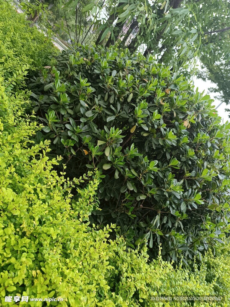 繁茂绿植景观