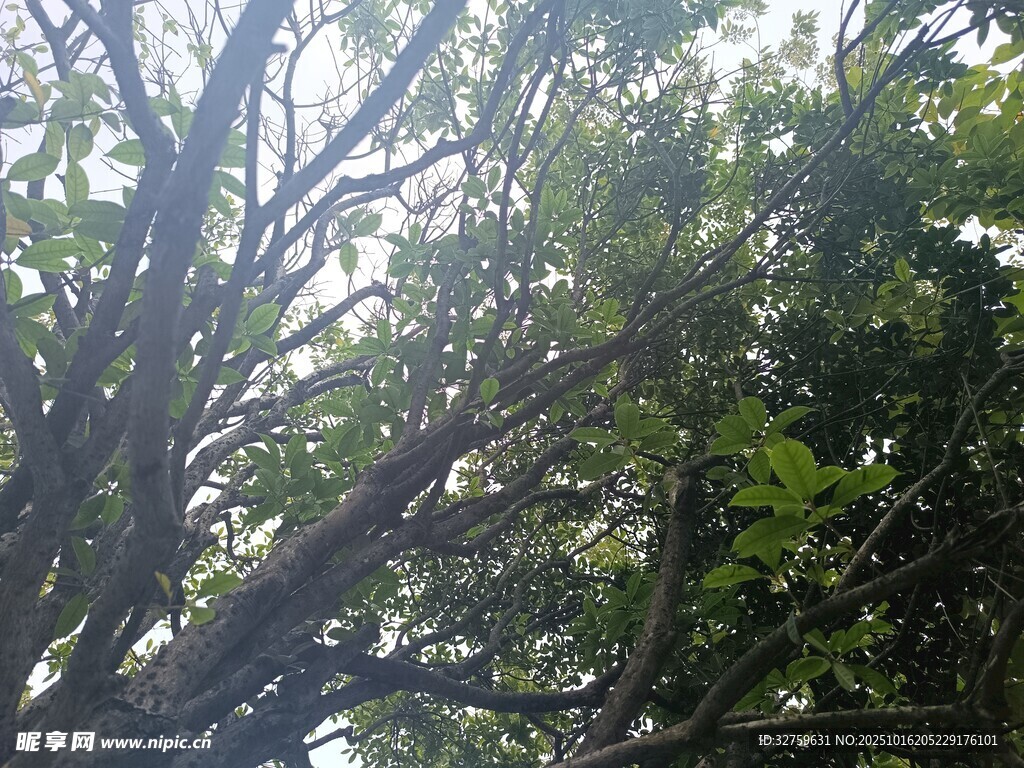 阳光透过枝叶的繁茂树林