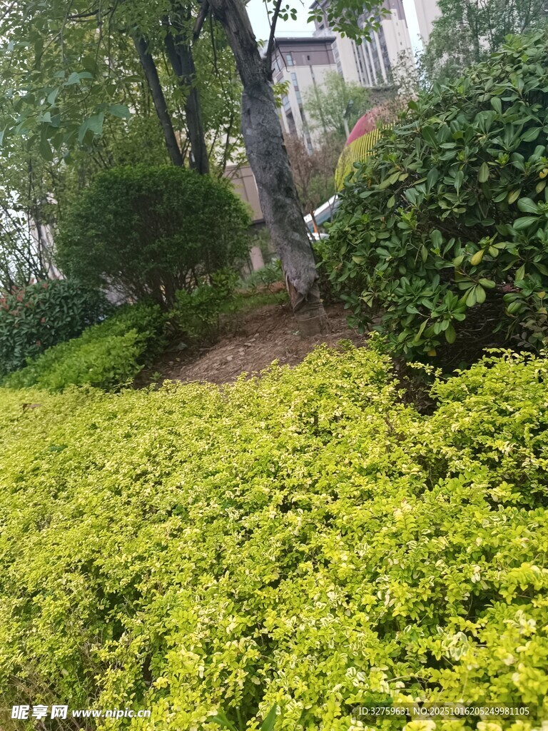 绿意盎然的庭院植物景观