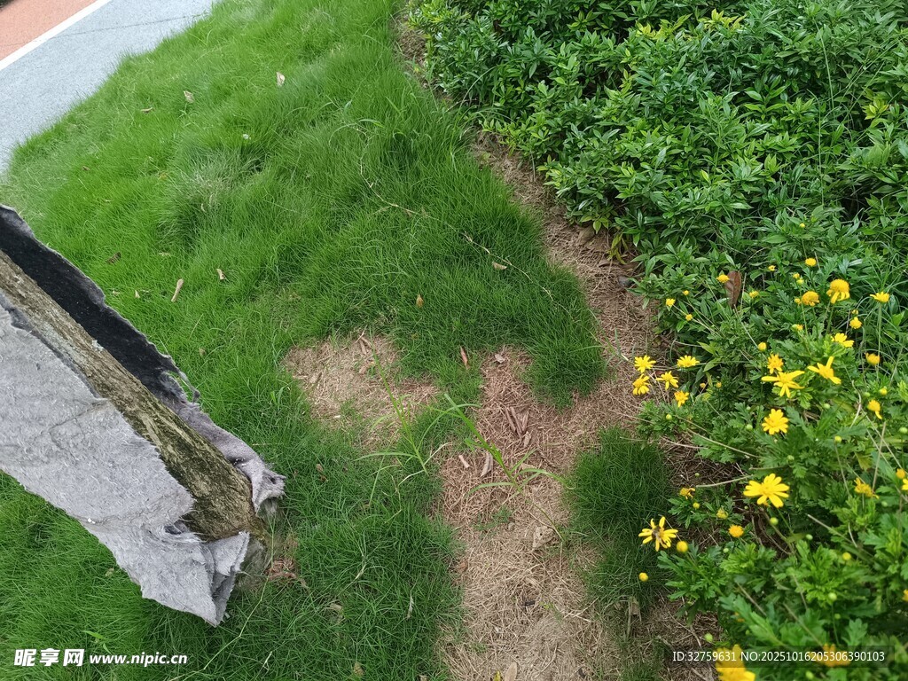 小径旁的绿草与黄色小花