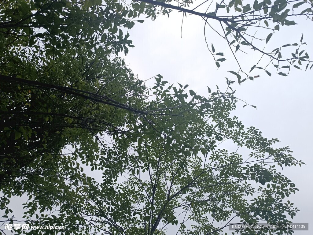 仰视葱郁树木枝叶景观