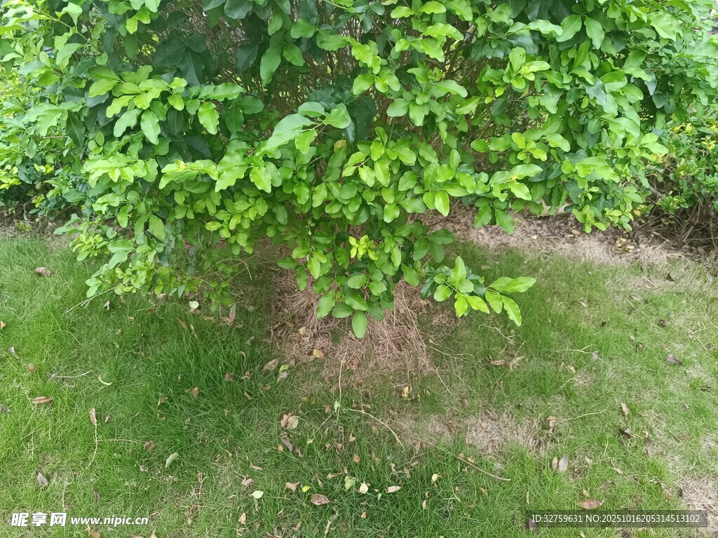 绿叶繁茂的树下草地