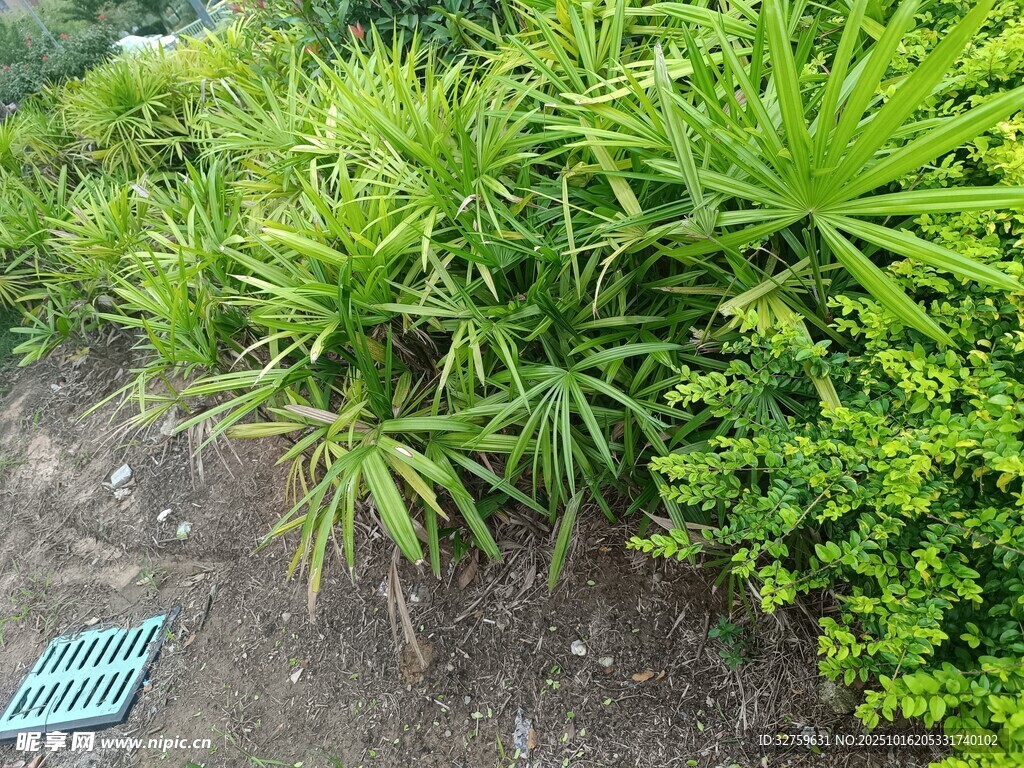 户外丛生的绿色植物