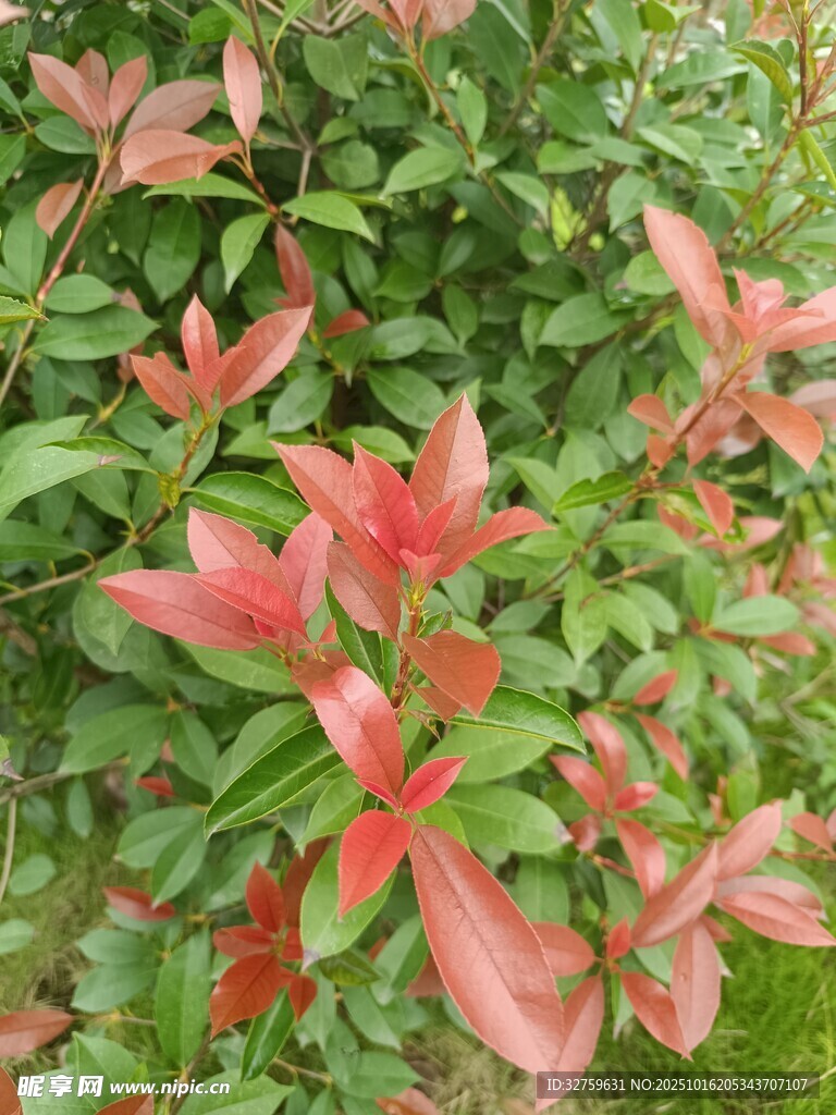红叶植物特写