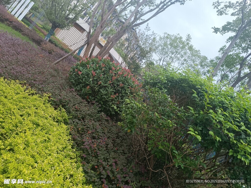 户外繁茂绿植景观