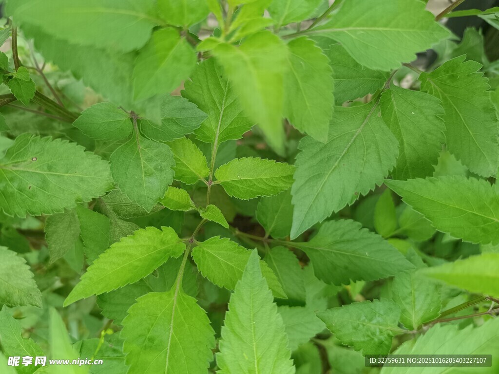 翠绿繁茂的植物叶片