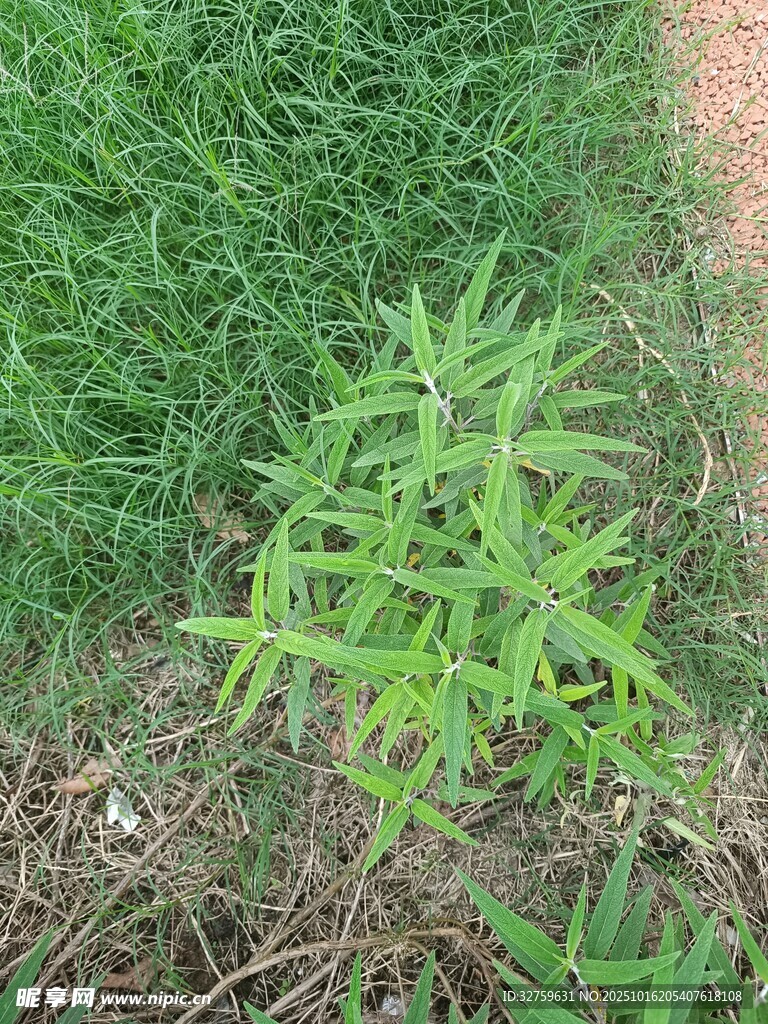 嫩绿植物生长于草地间