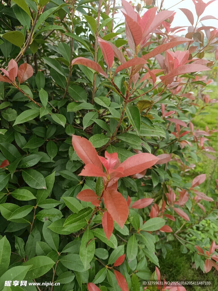 红叶绿植相映成趣