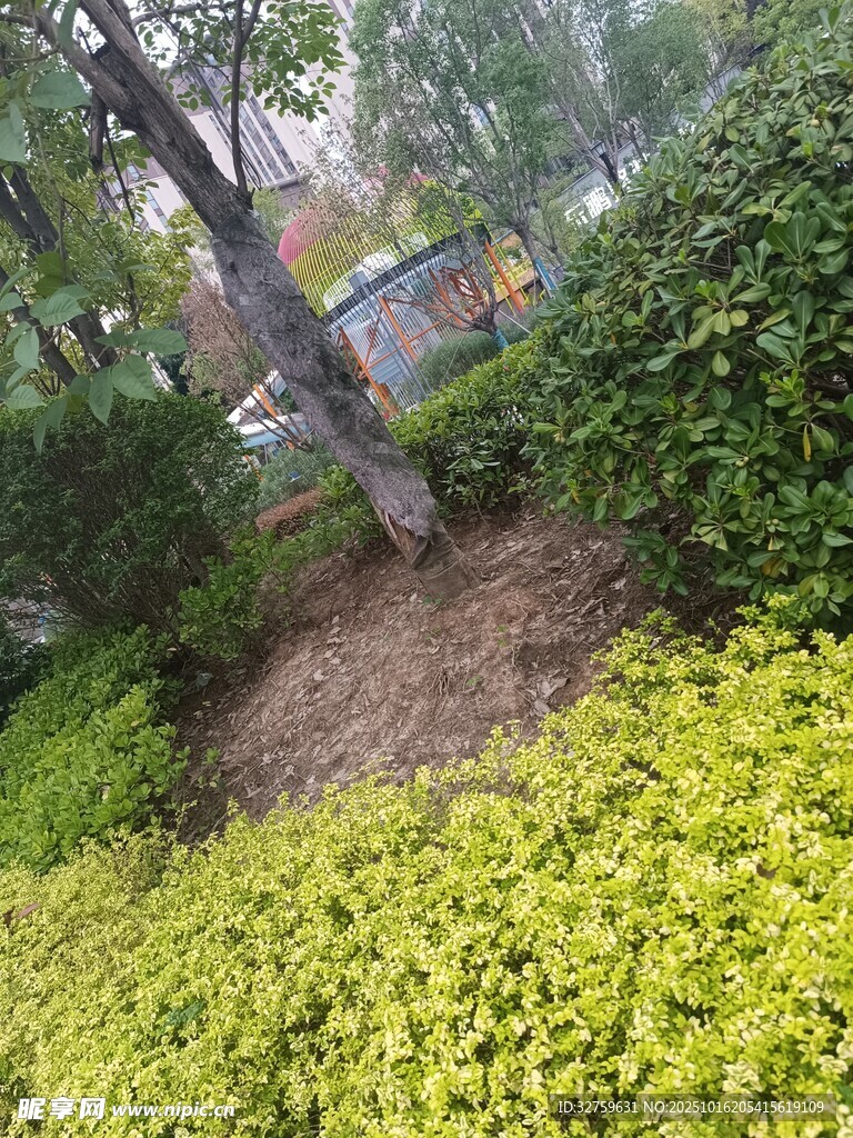 城市绿化带中的树木与灌木