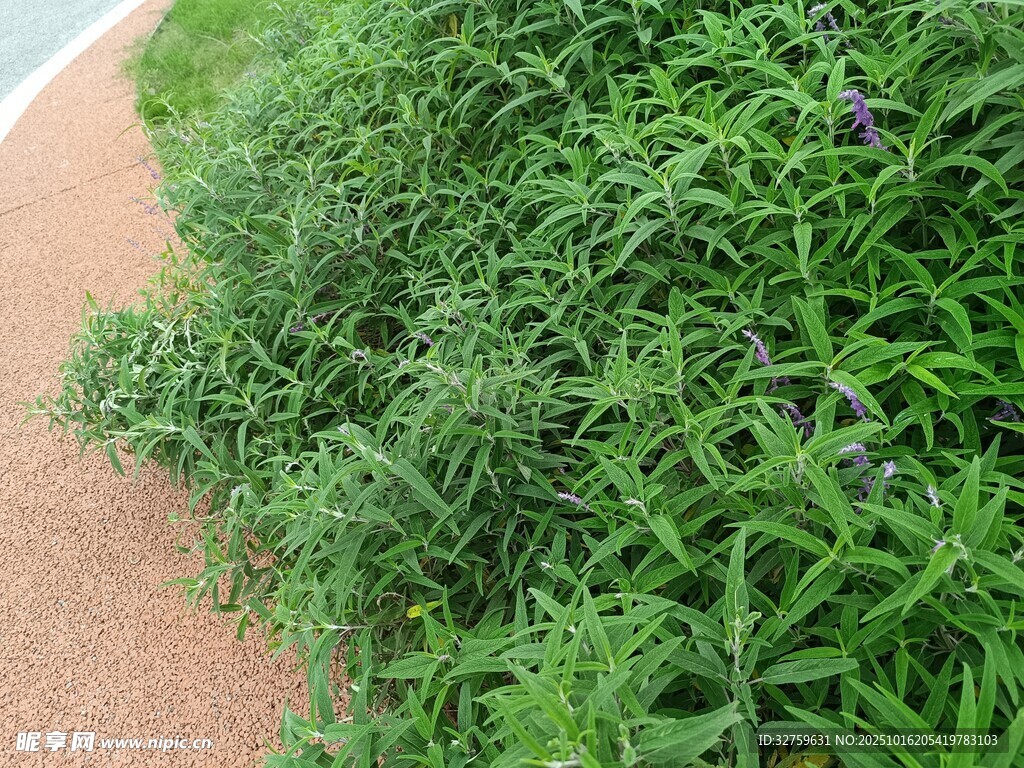 路边繁茂绿植与紫色小花