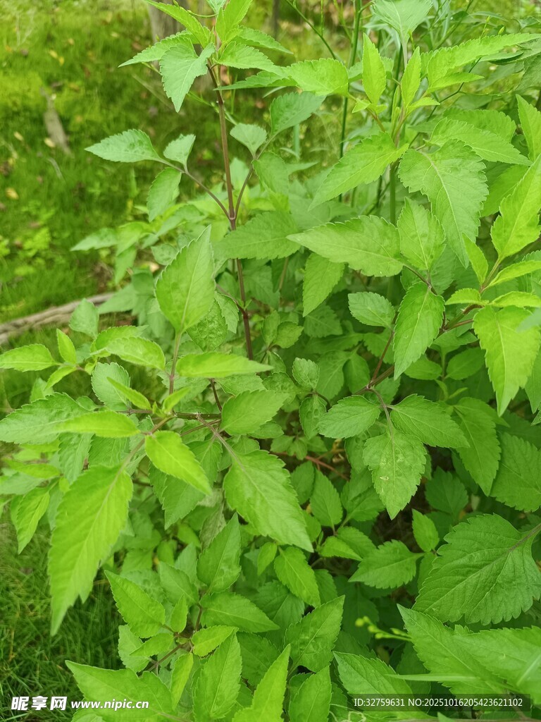 嫩绿繁茂的植物枝叶
