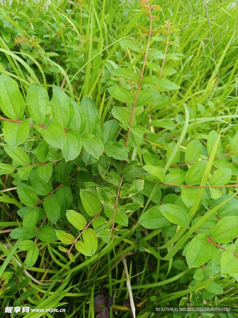 翠绿繁茂的野生植物