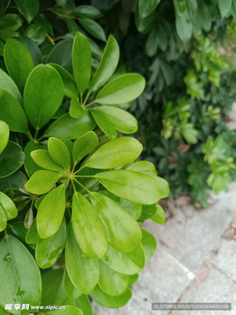 翠绿叶片