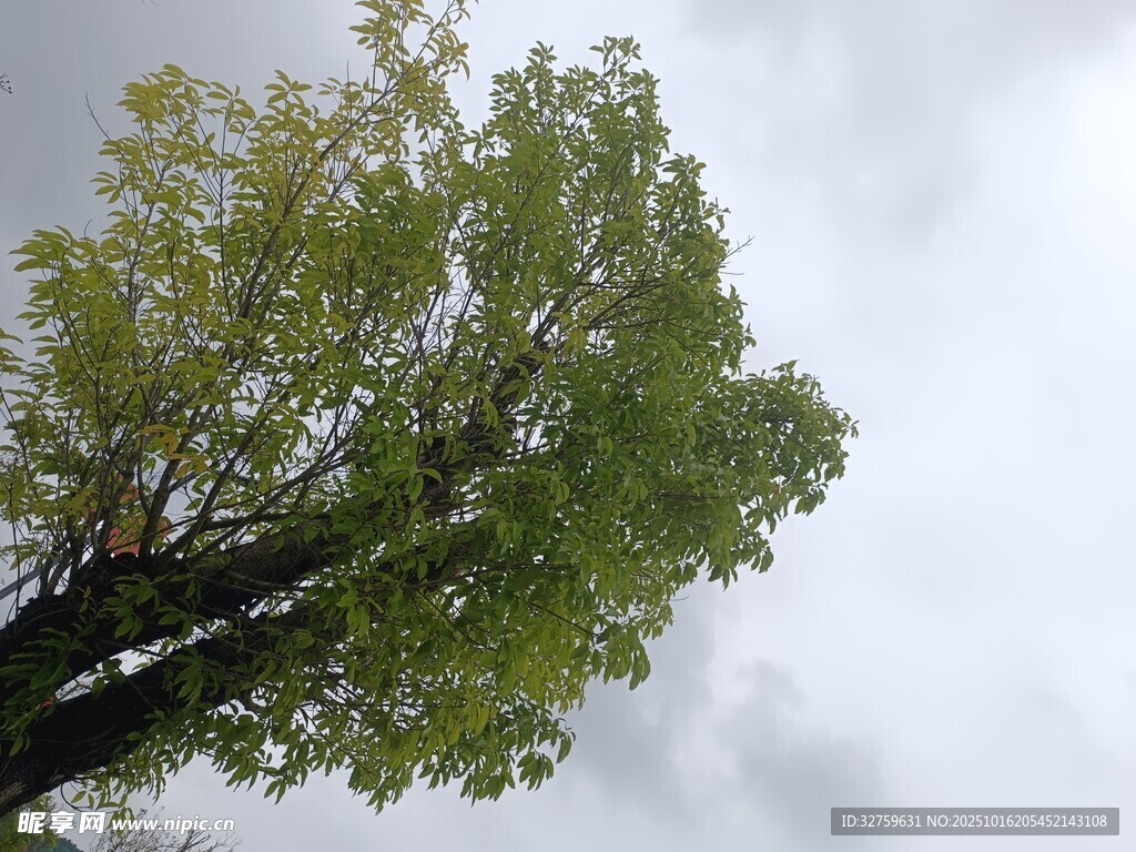 挺拔绿树映灰白天空