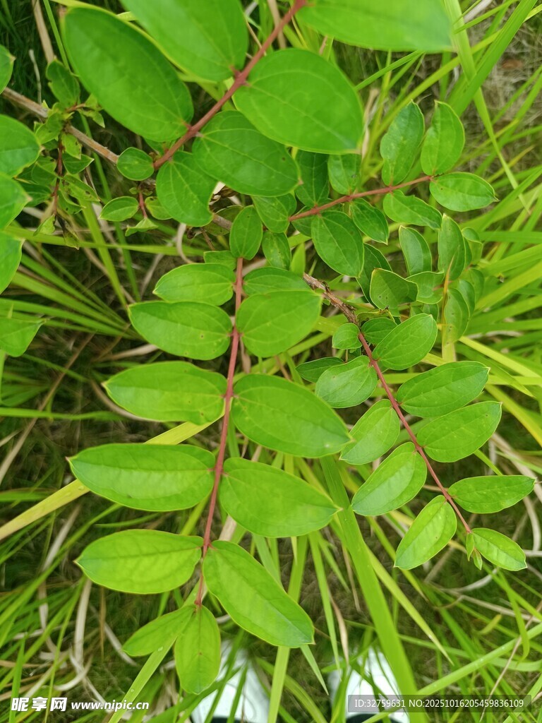 翠绿植物特写
