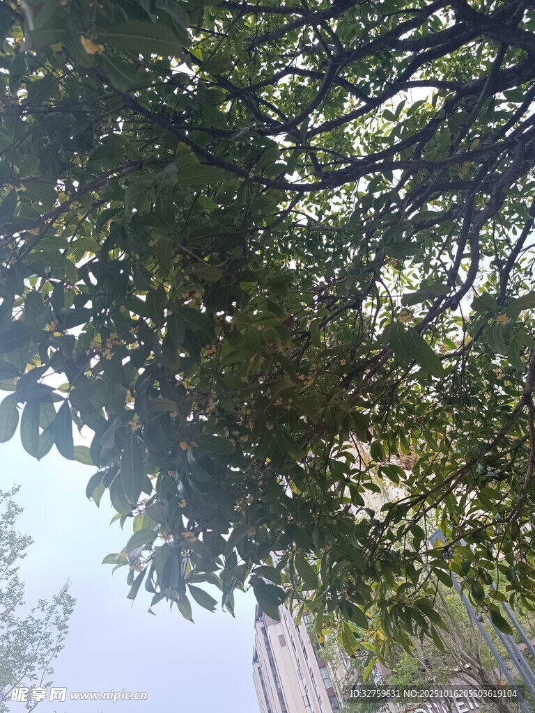 仰视繁茂枝叶