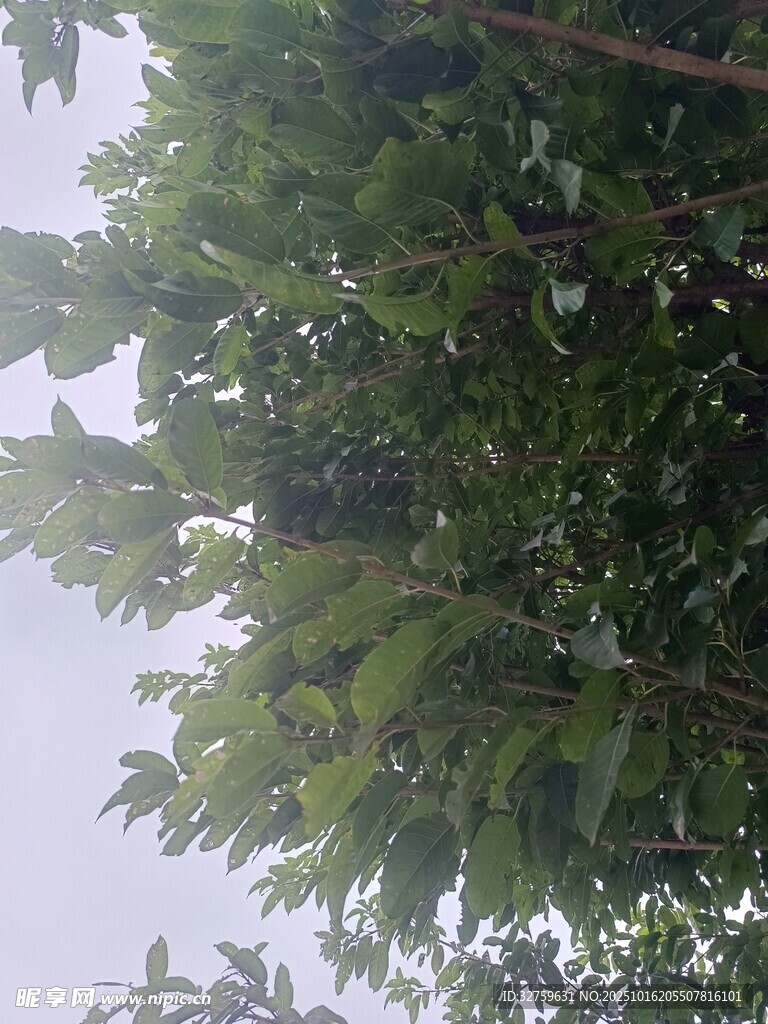 仰视繁茂绿树
