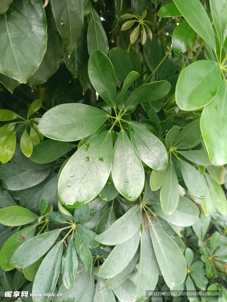 绿叶植物特写