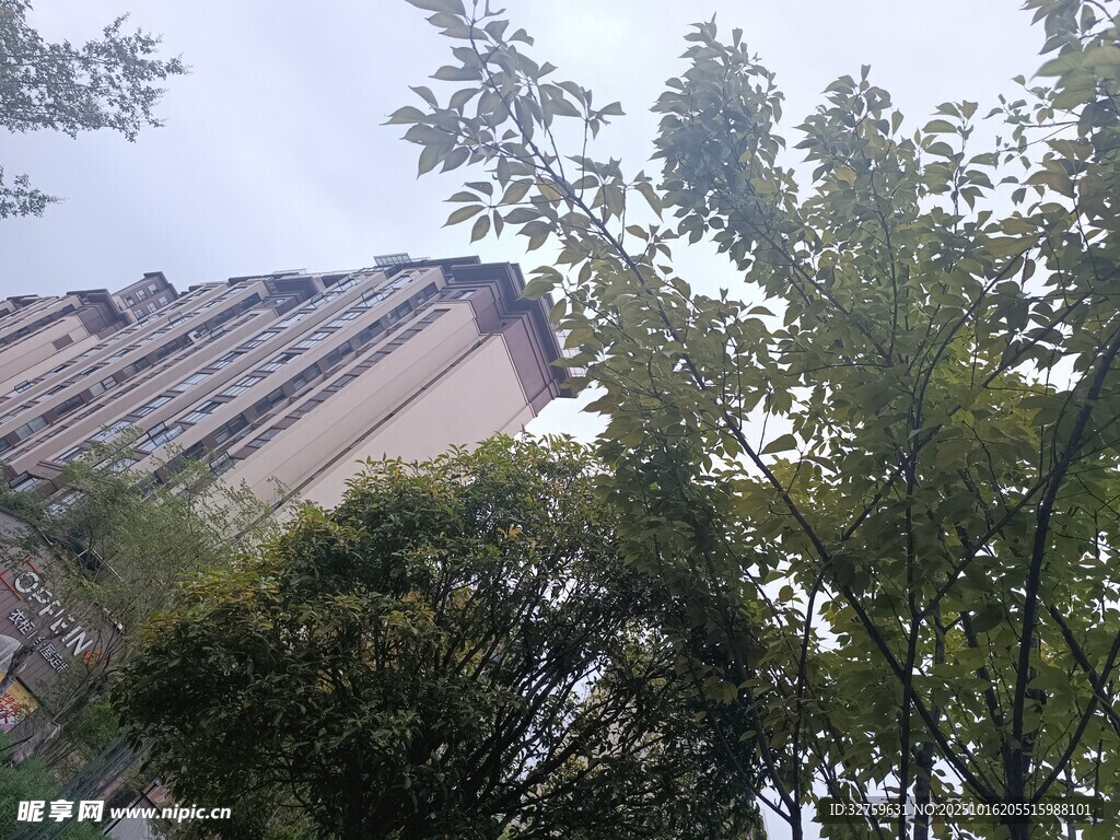 屋顶旁的繁茂绿树