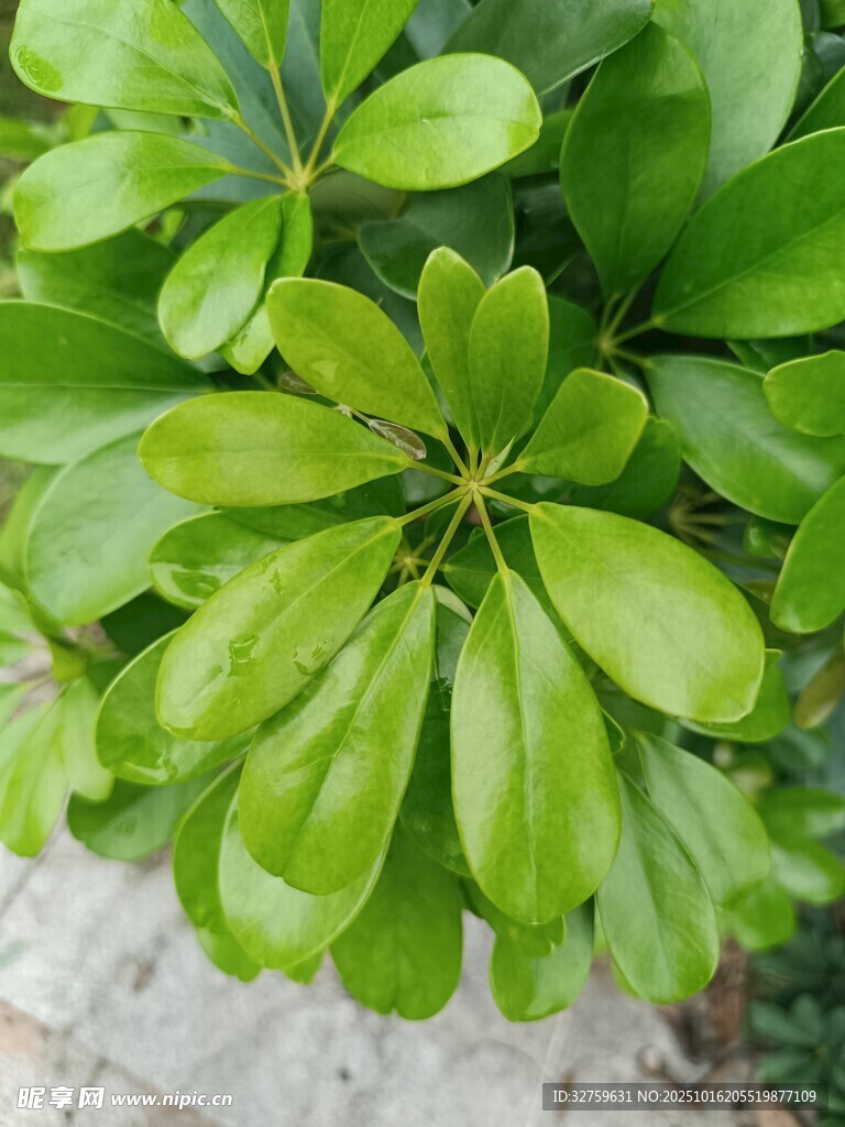 翠绿鹅掌柴叶片特写