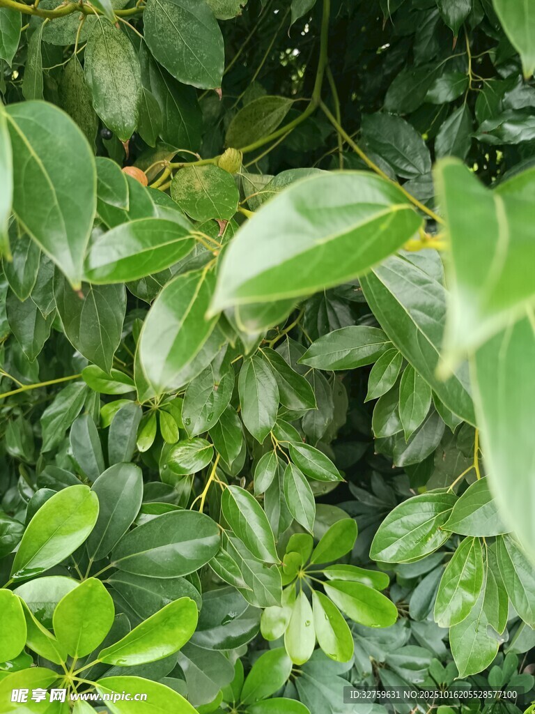 翠绿繁茂的植物叶片