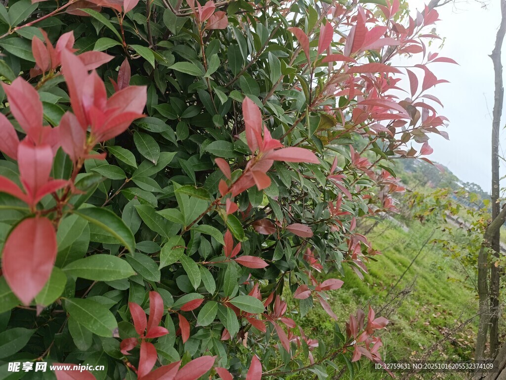红叶绿植相映成趣