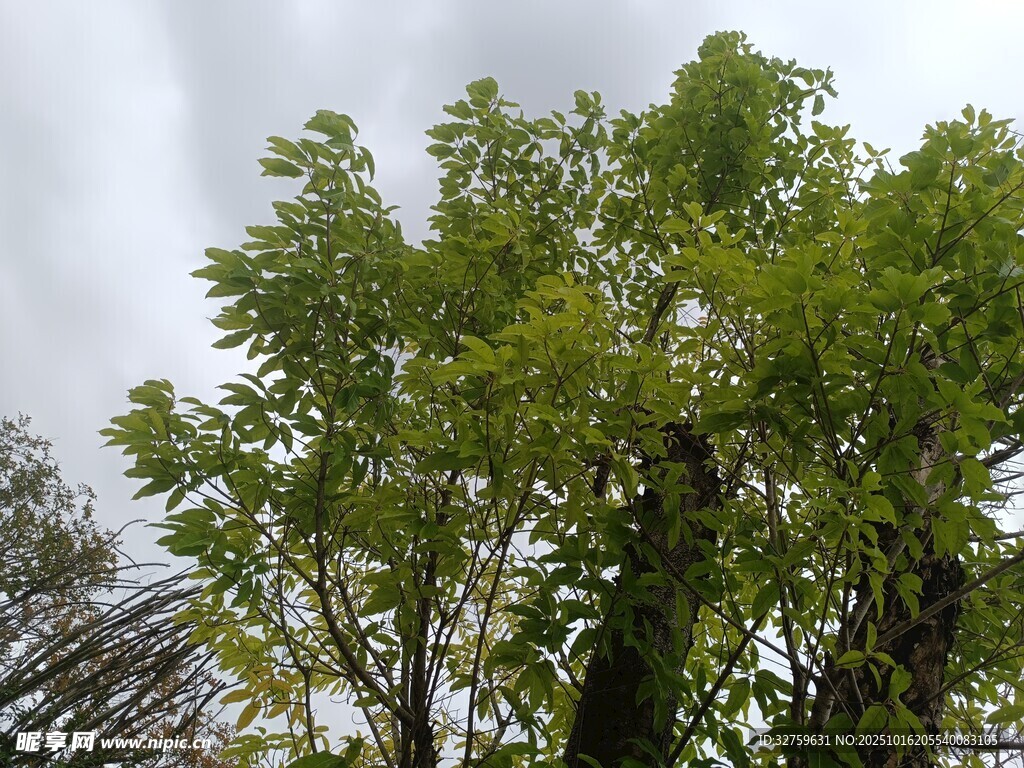 翠绿繁茂的高大树木