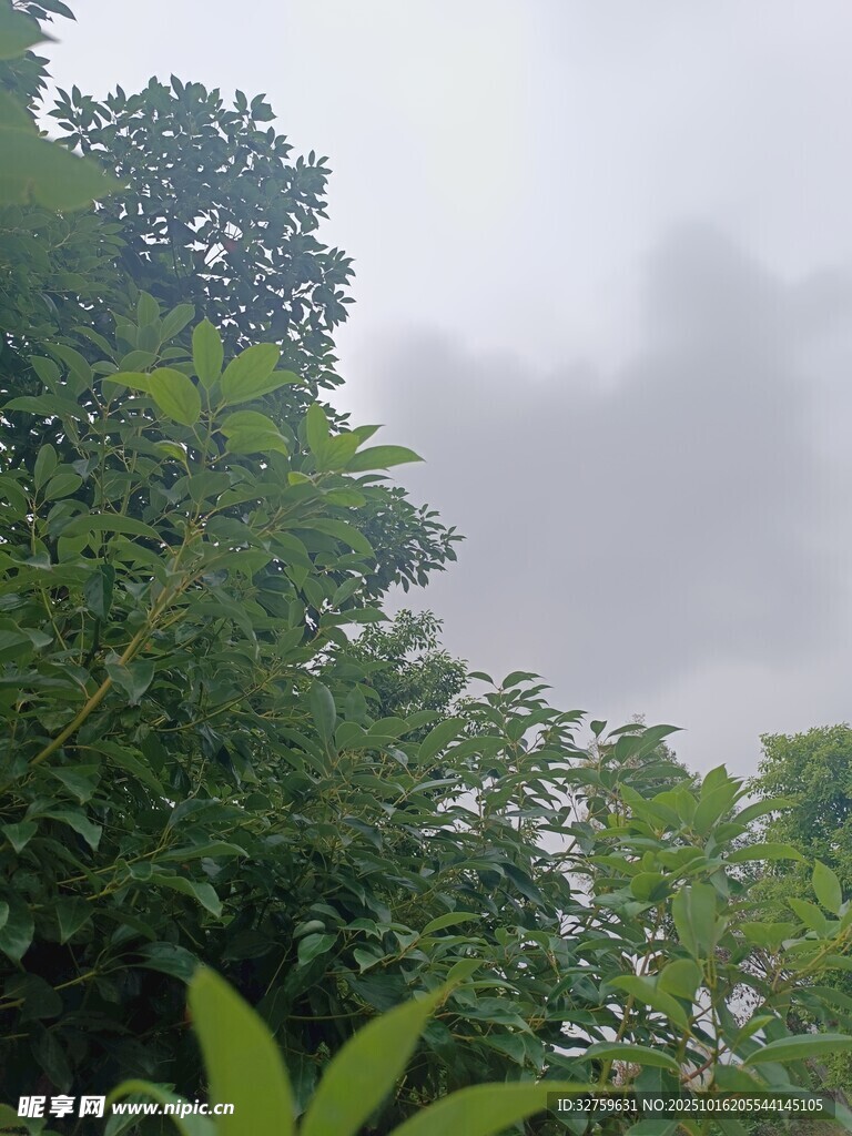 云雾缭绕中的葱郁山林