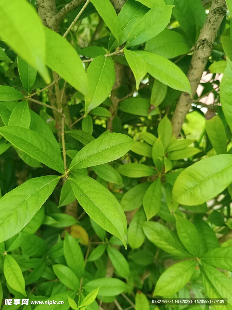 绿叶间的清新植物景象