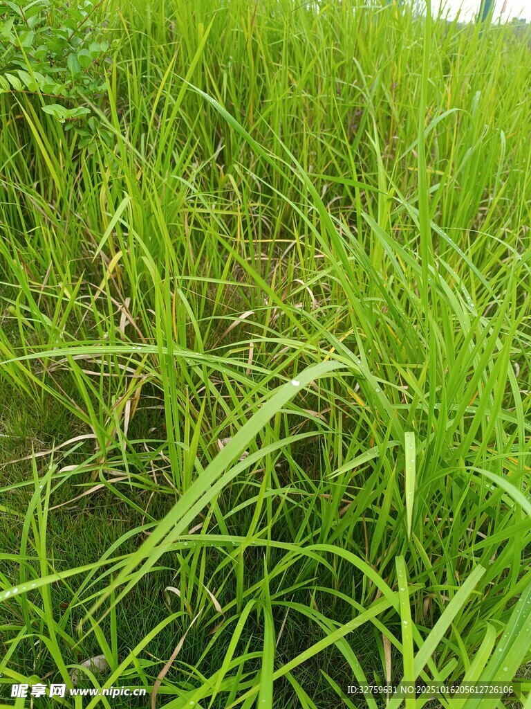 翠绿蓬勃的田间青草