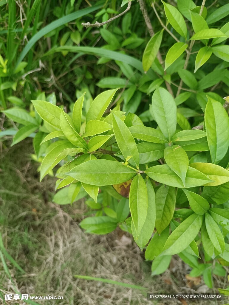 翠绿植物特写