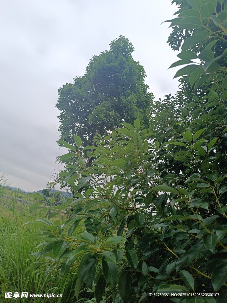 野外繁茂绿植景象