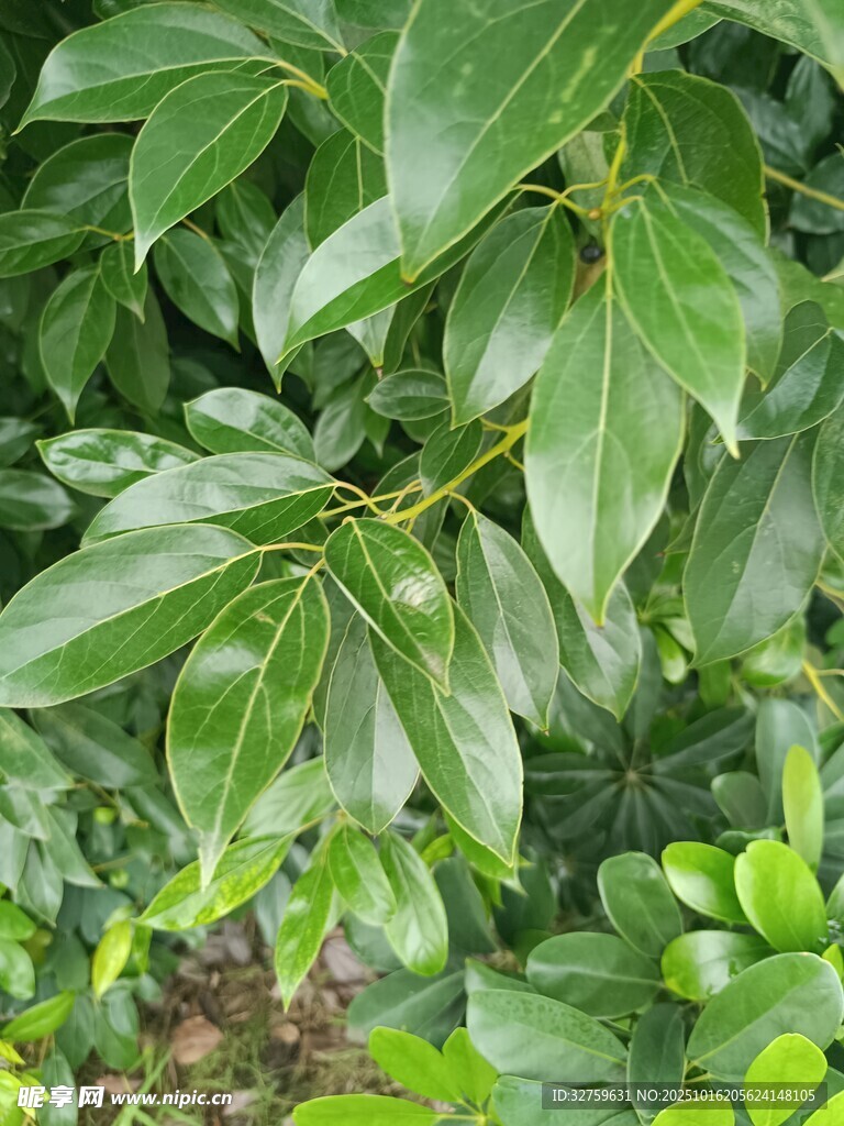 翠绿繁茂的植物叶片