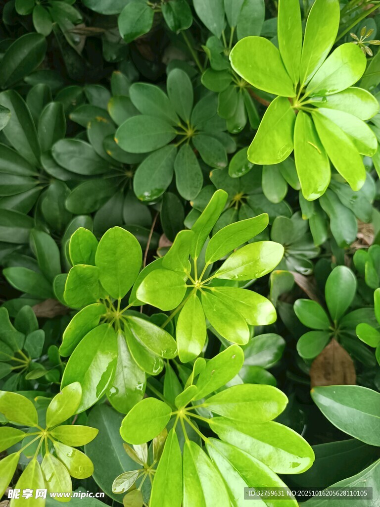 翠绿繁茂的掌状叶片植物