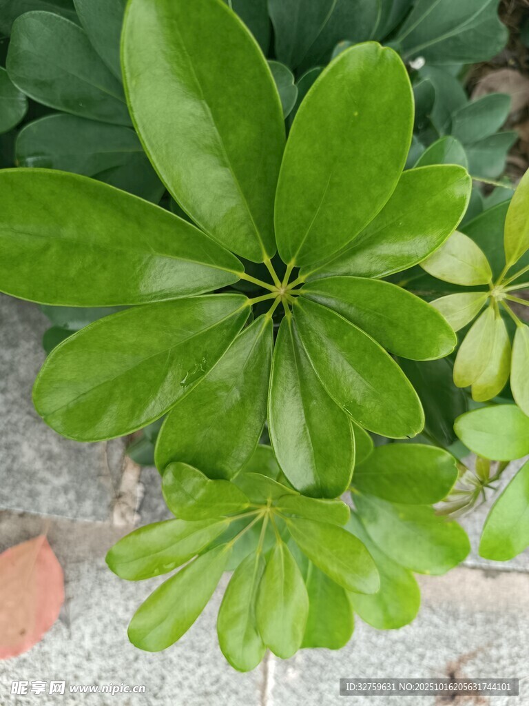 翠绿鹅掌柴植物特写