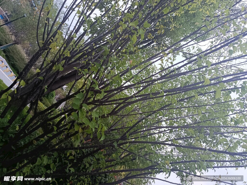 茂密竹林景观