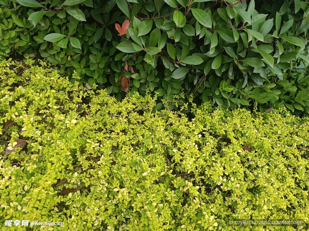 翠绿繁茂的黄色植物景观