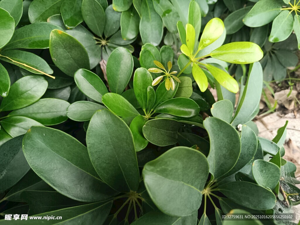 绿叶繁茂的绿植景观